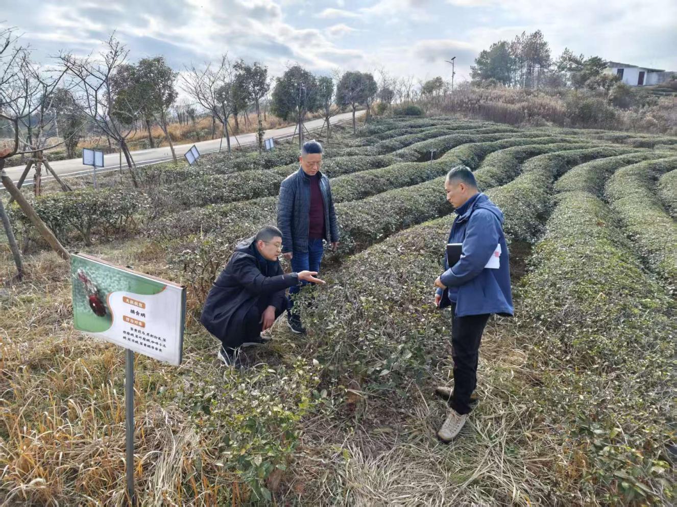 茶葉專家獻(xiàn)良策出實(shí)招 助力茶園管理提質(zhì)增效