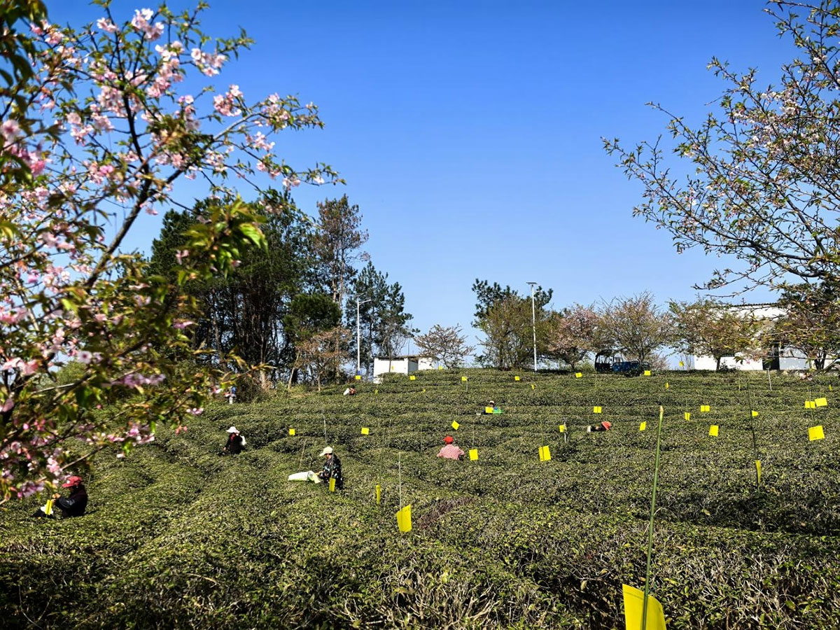屯溪實(shí)驗(yàn)茶場(chǎng)：插放粘蟲黃板 護(hù)航綠色茶園